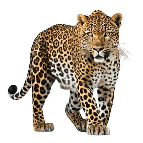Emblème du COMENGA — Panthère royale des Bangangté
