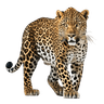 Panthère
